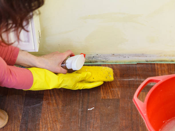 Mold Odor Removal Services